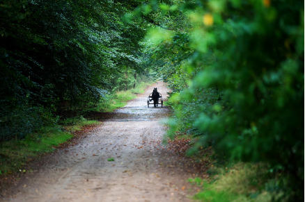 Park Drentheland vakantiepark in Drenthe met 26 luxe stallen VMP089